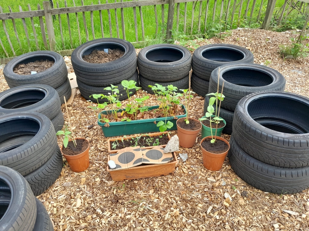 Growing plants and flowers in tyres donated by T Page Motor Engineering in Saline